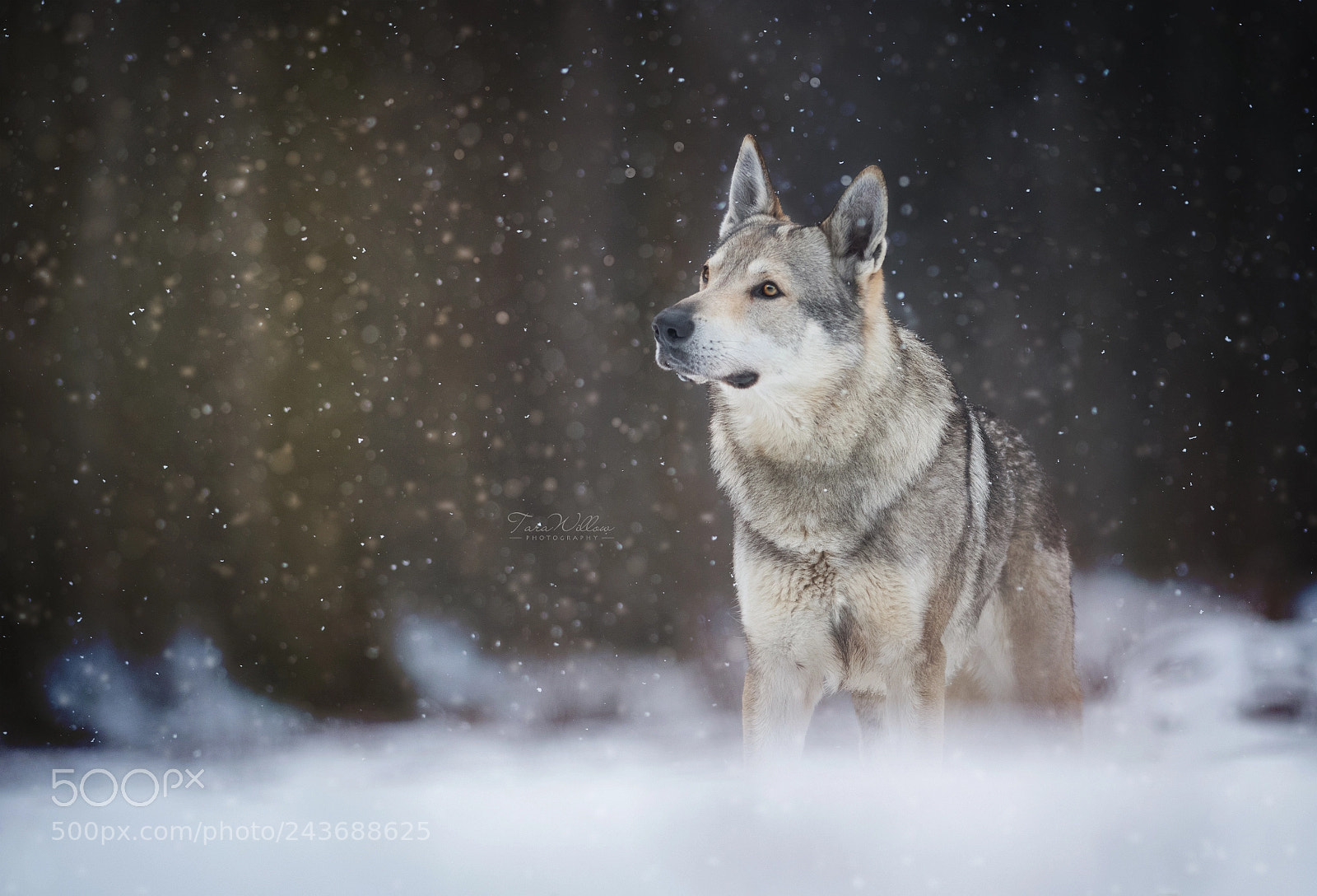 Nikon D500 sample photo. Winter prince. photography