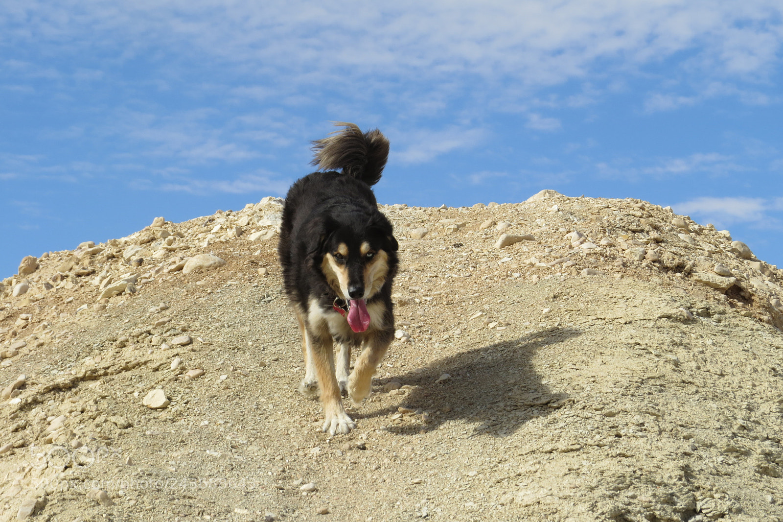 Canon PowerShot SX50 HS sample photo. Dog in desert photography