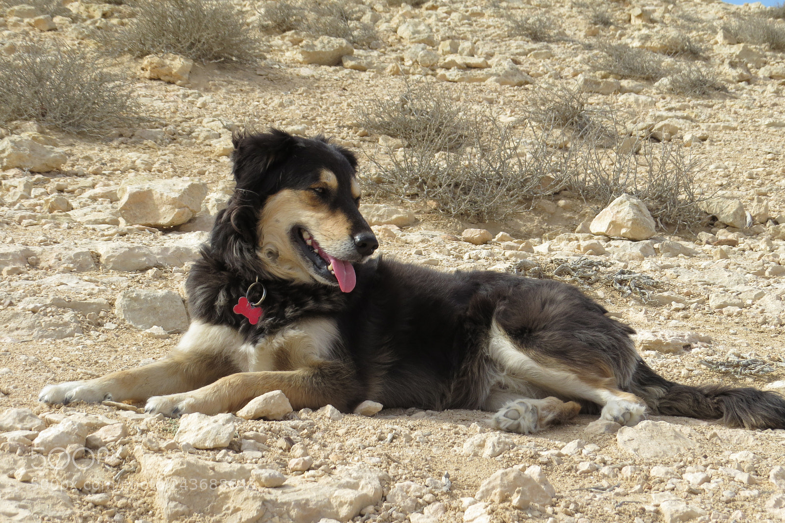Canon PowerShot SX50 HS sample photo. Dog in desert photography