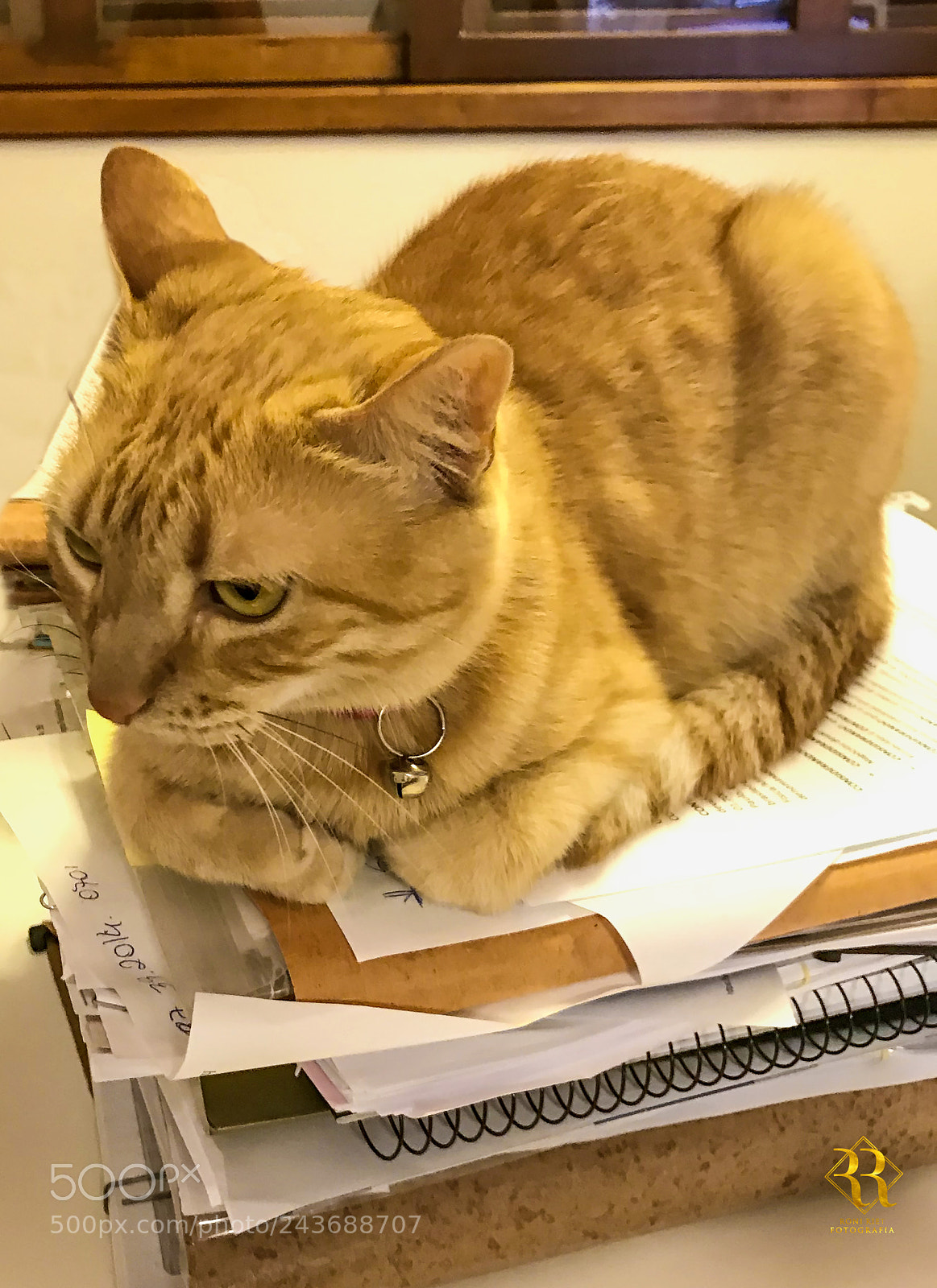 Apple iPhone 7 sample photo. Legal cat photography