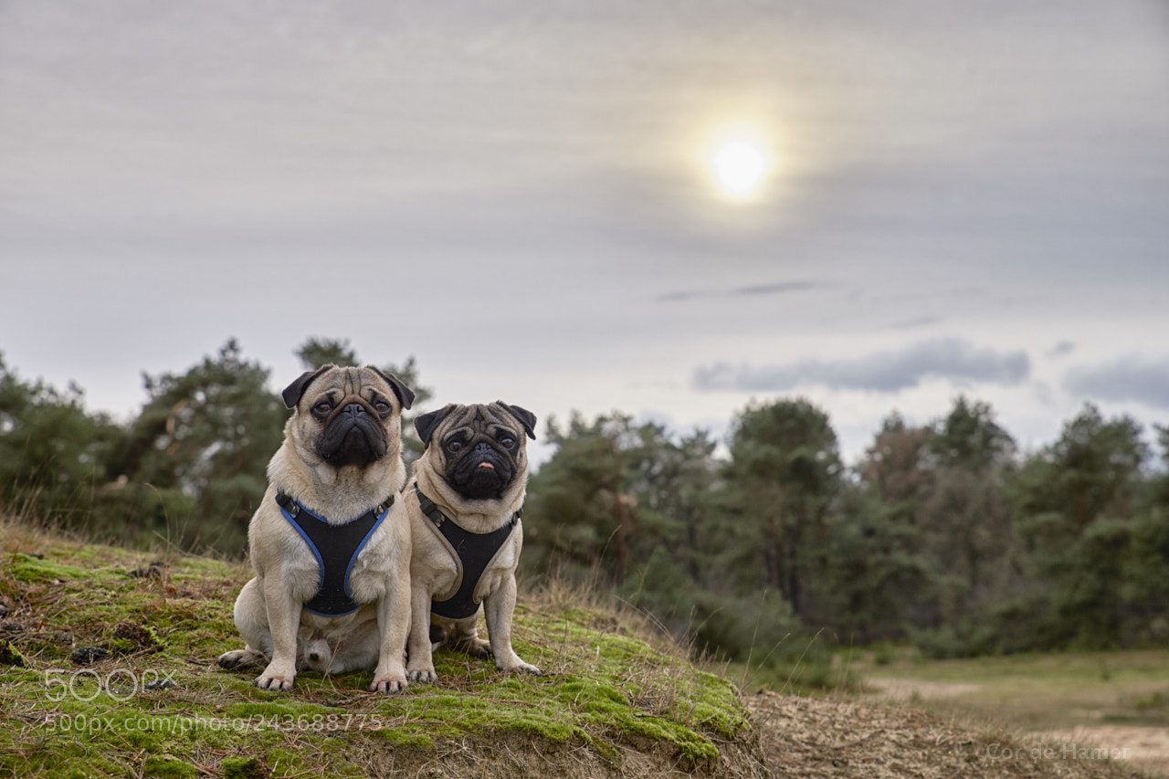 Sony SLT-A99V sample photo. Pugs posing during sunday photography