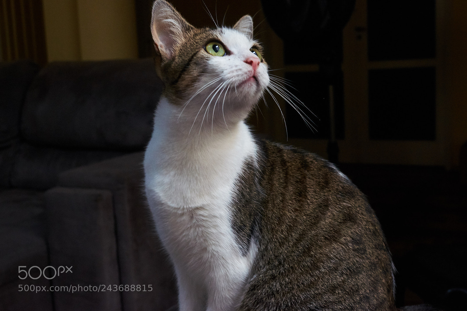 Fujifilm X-T10 sample photo. Eleven photography
