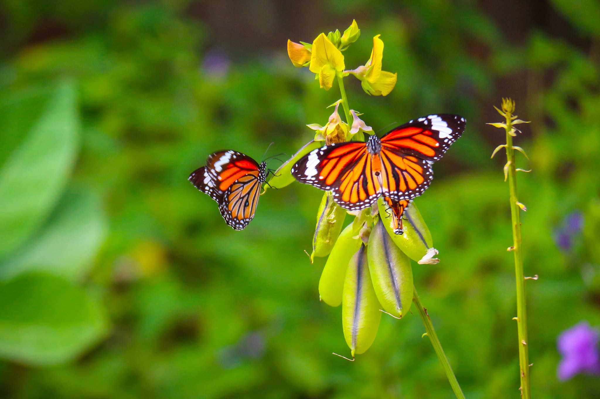 Canon EOS M2 sample photo. Butterflies photography