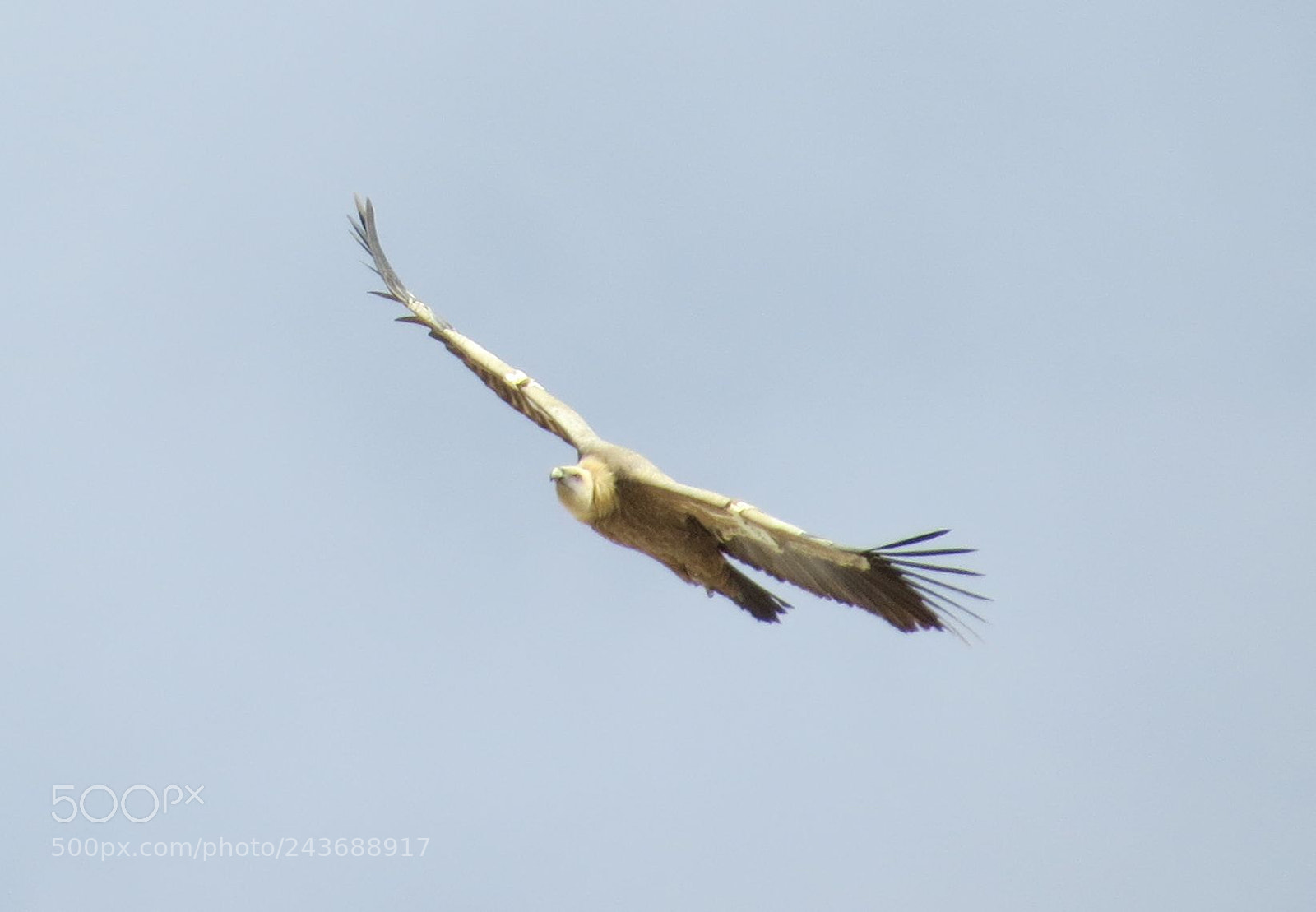 Canon PowerShot SX50 HS sample photo. Vulture photography