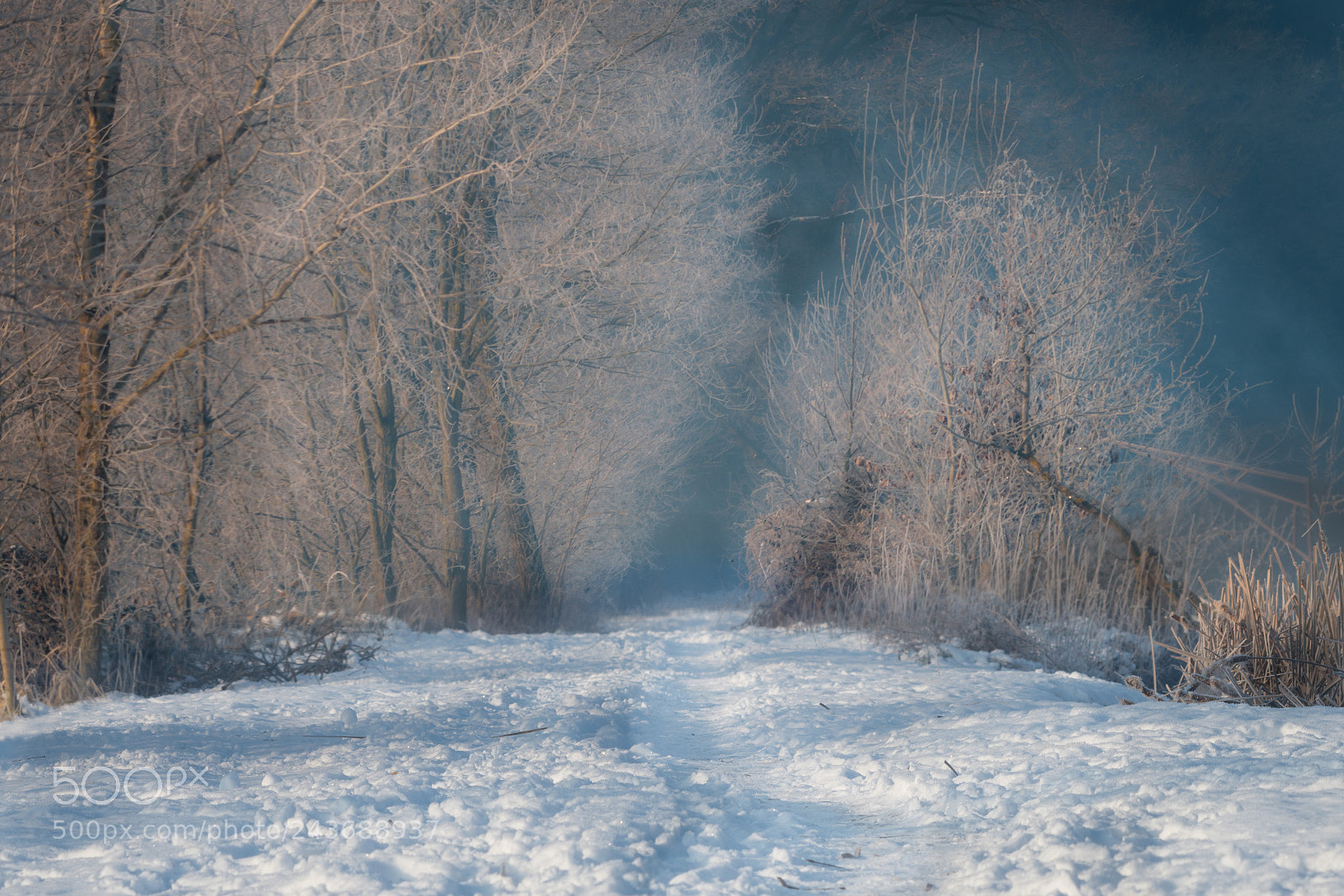Nikon D500 sample photo. Footpath leading among frosted photography