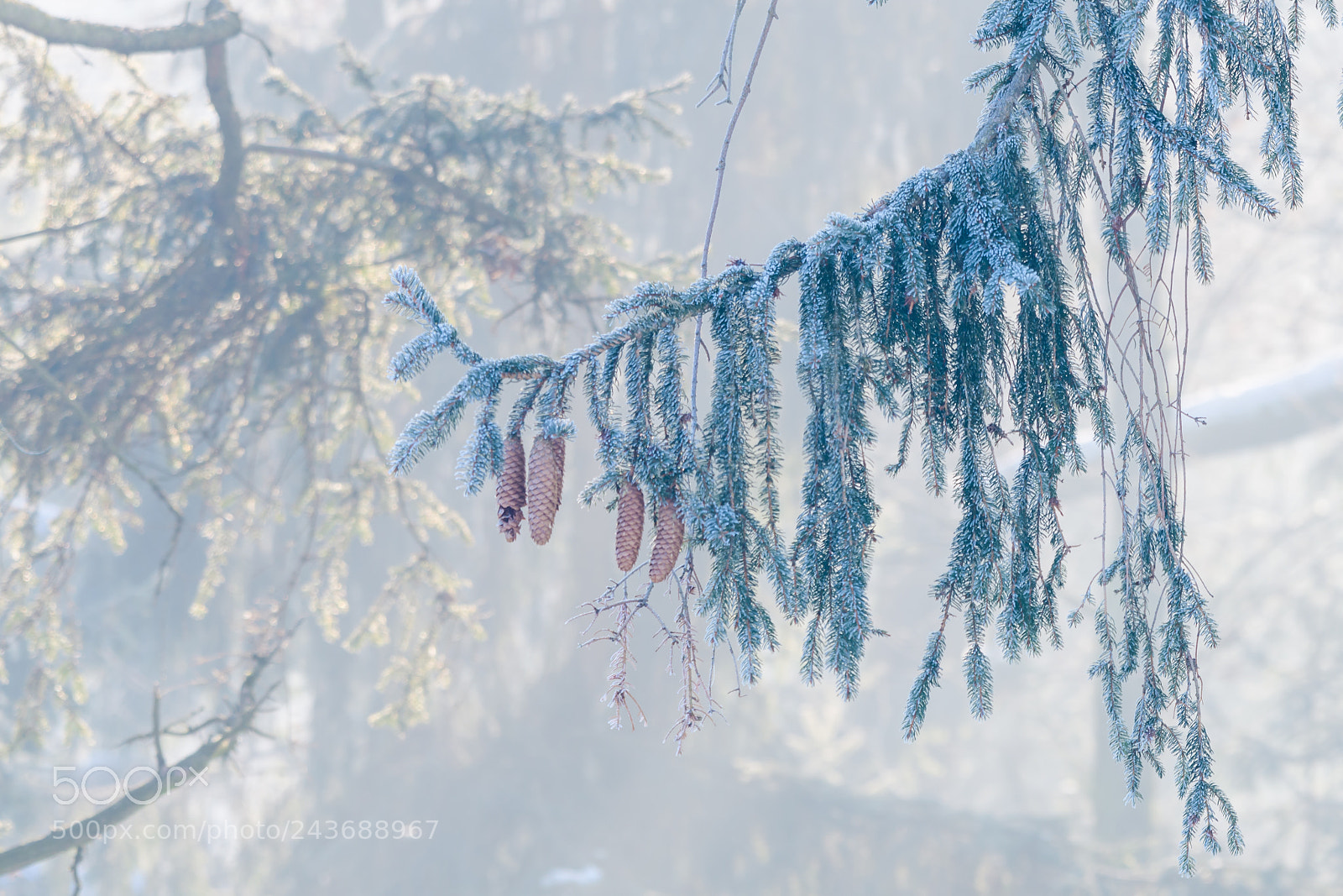 Nikon D500 sample photo. Fir, spruce tree branch photography