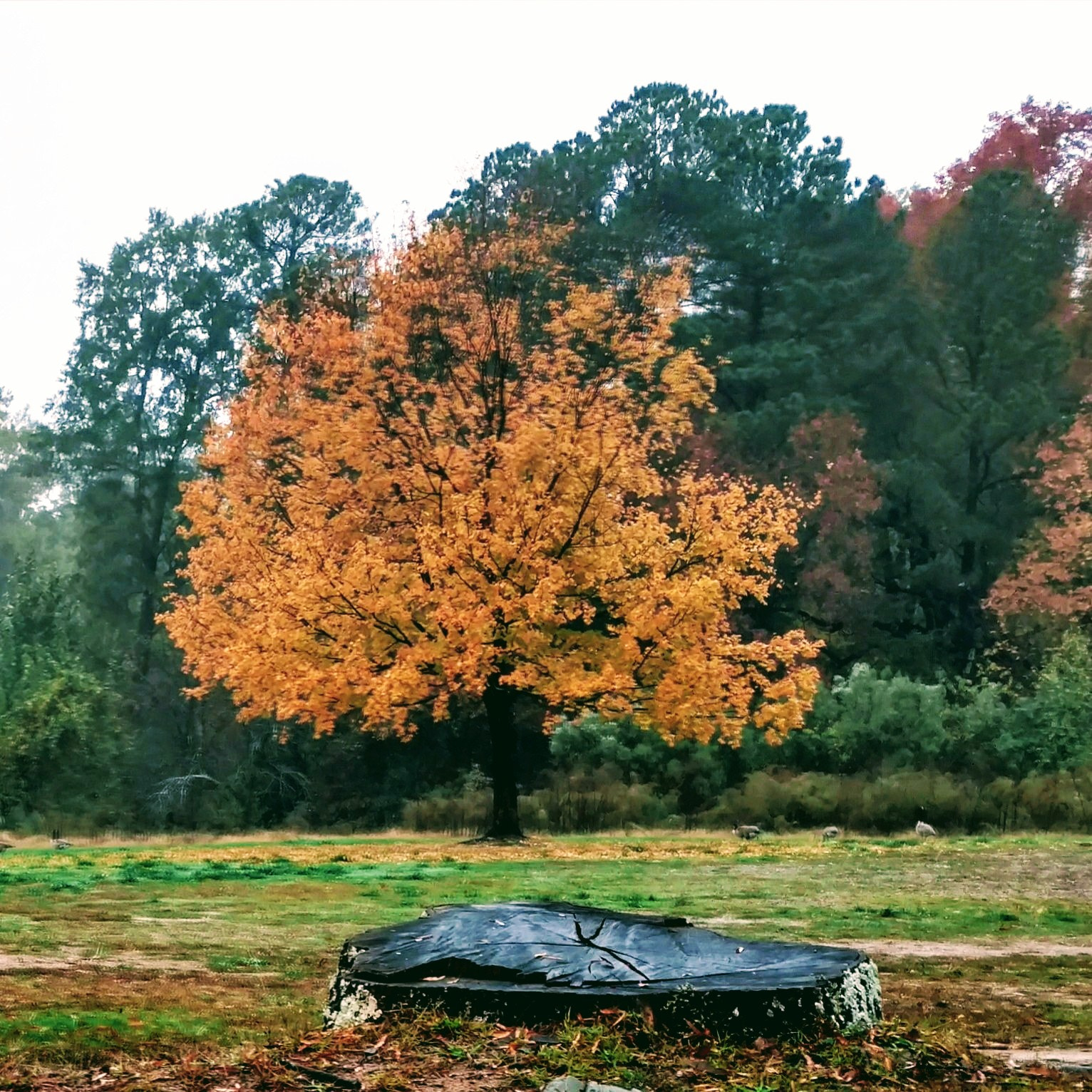 Motorola DROID Turbo 2 sample photo