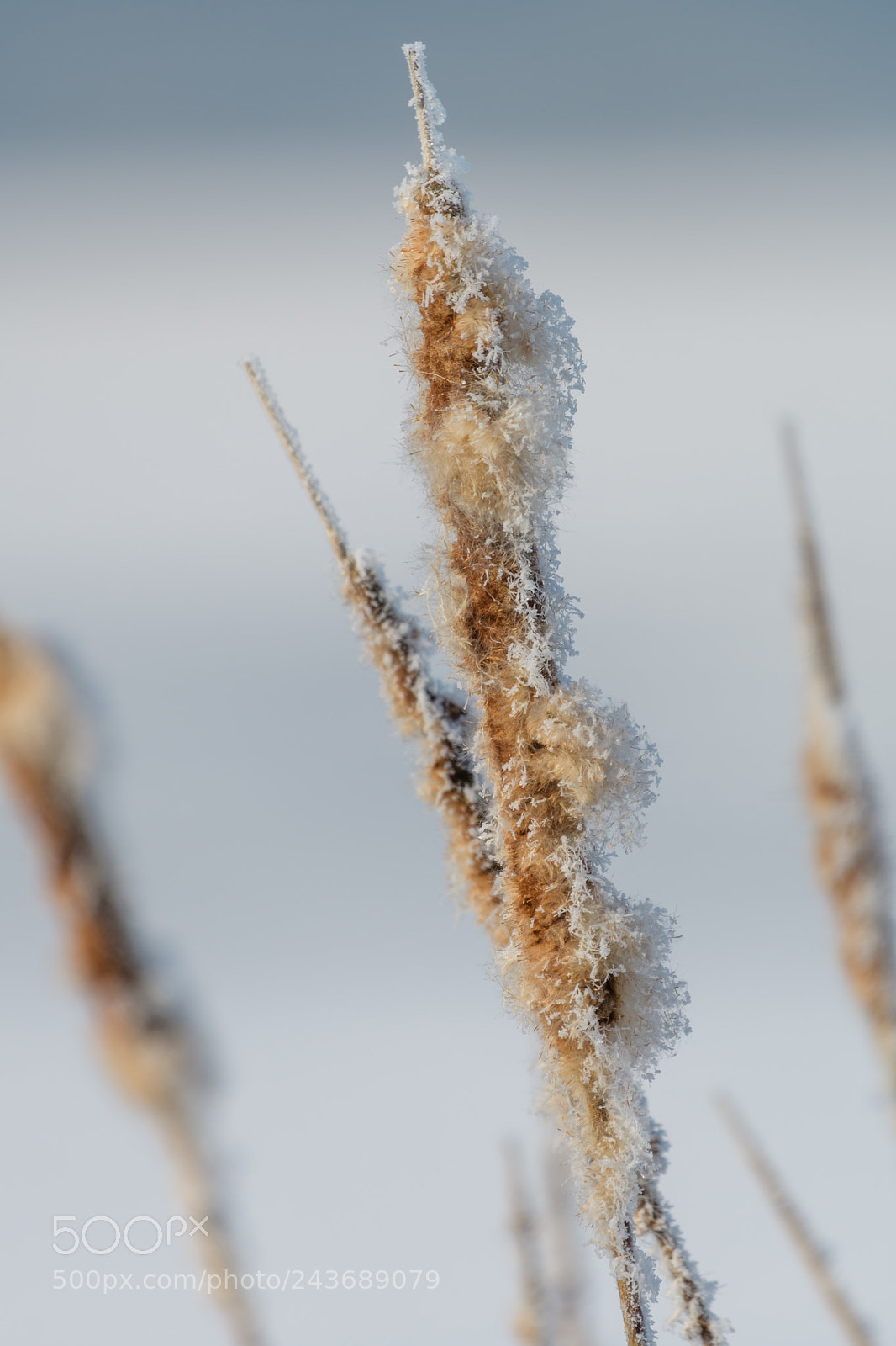 Nikon D500 sample photo. Broadleaf cattail flower, bulrush photography