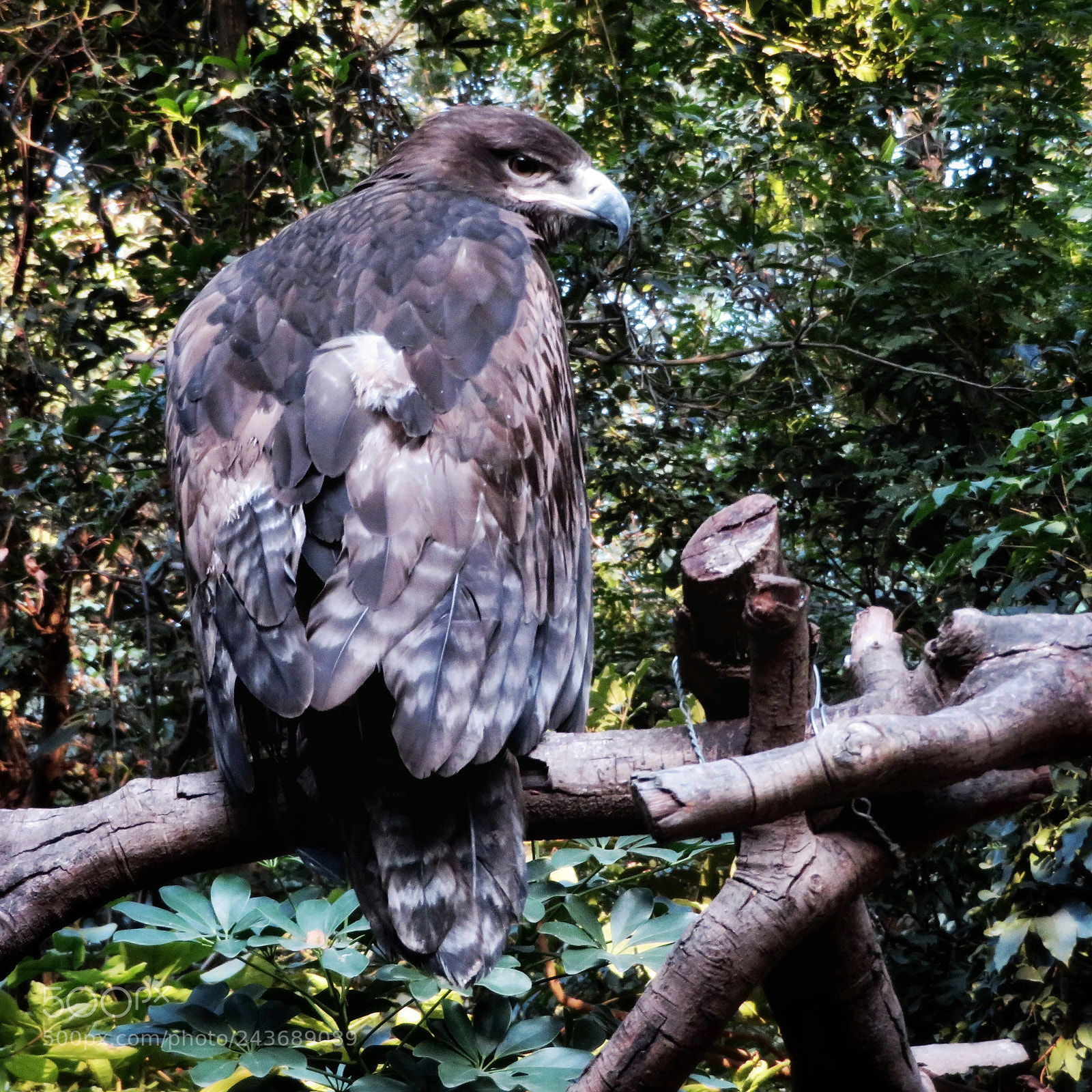 Canon PowerShot SX720 HS sample photo. Golden eagle photography