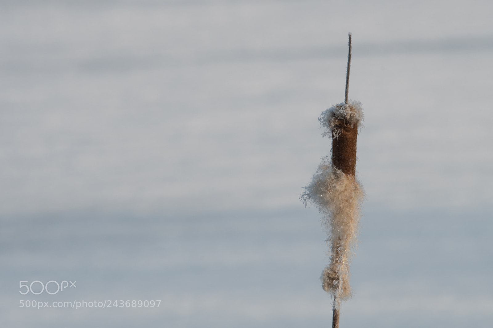 Nikon D500 sample photo. Broadleaf cattail flower, bulrush photography