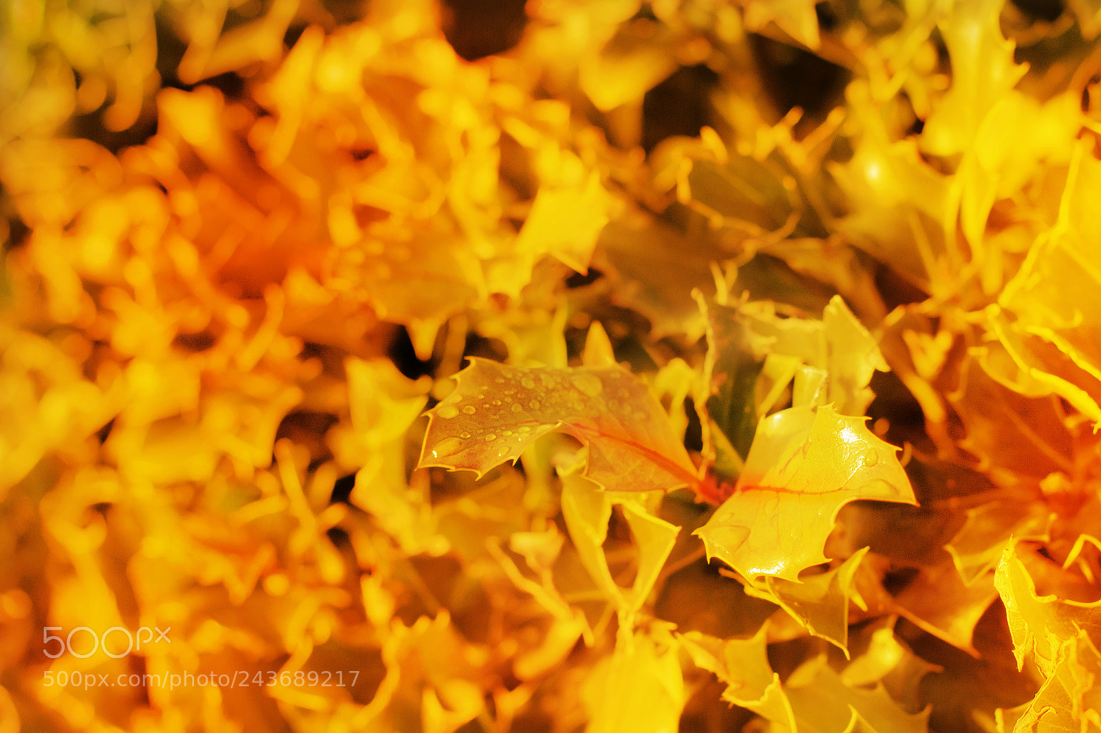 Nikon D3200 sample photo. On fire photography
