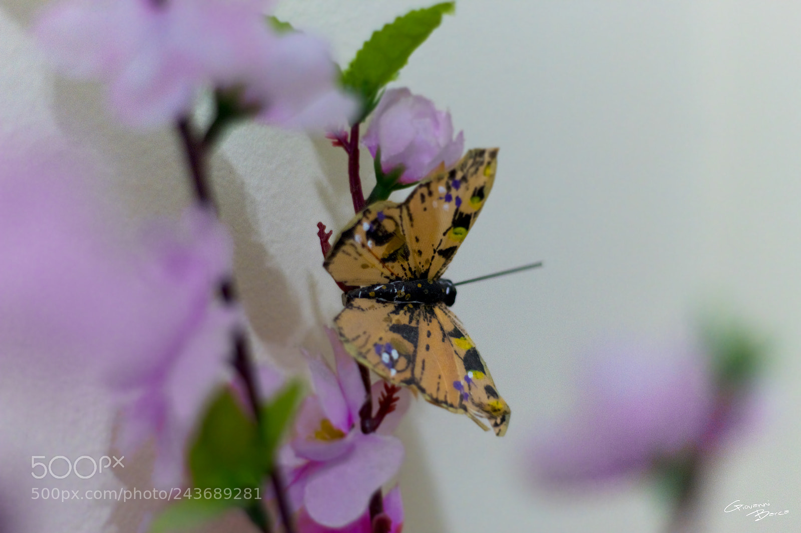 Canon EOS 1300D (EOS Rebel T6 / EOS Kiss X80) sample photo. Quiet butterfly photography