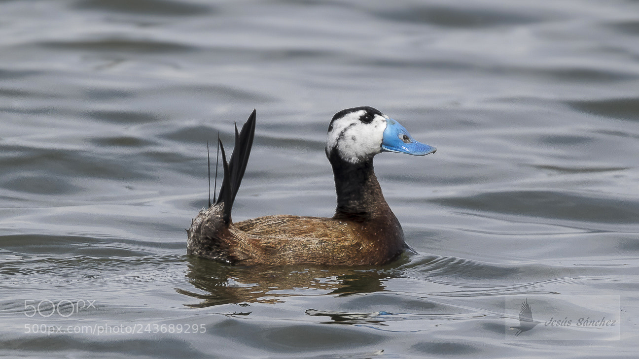 Canon EOS 7D Mark II sample photo. Malvas a cabeciblanca oxyura photography