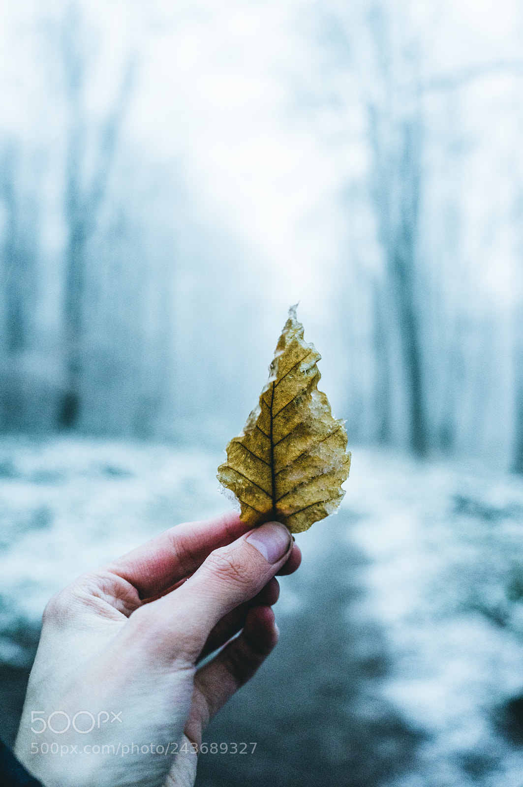 Sony a7 sample photo. Leaf photography
