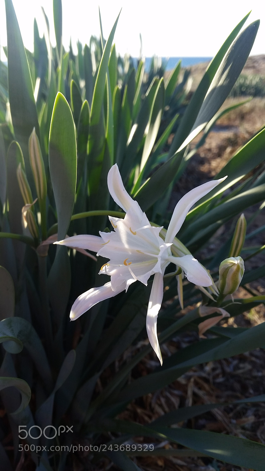 Samsung Galaxy S5 sample photo. White lilly or sea photography