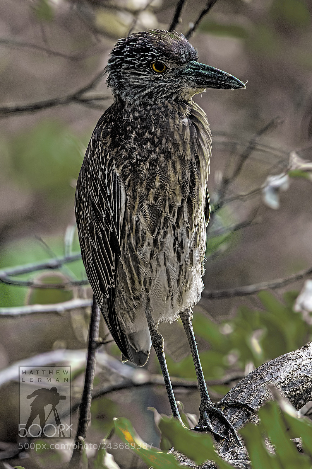 Nikon D810 sample photo. Juvenile photography