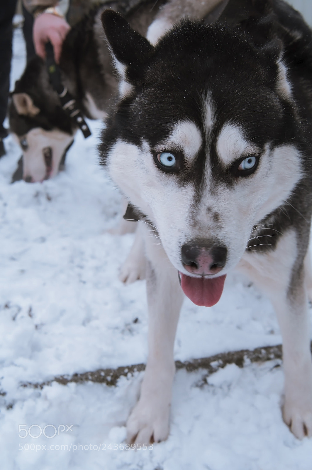 Nikon D500 sample photo. Huskies love photography