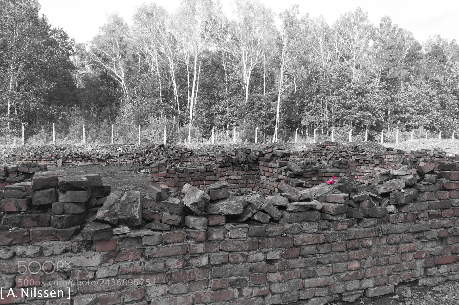 Nikon D500 sample photo. A rose in krematorium photography