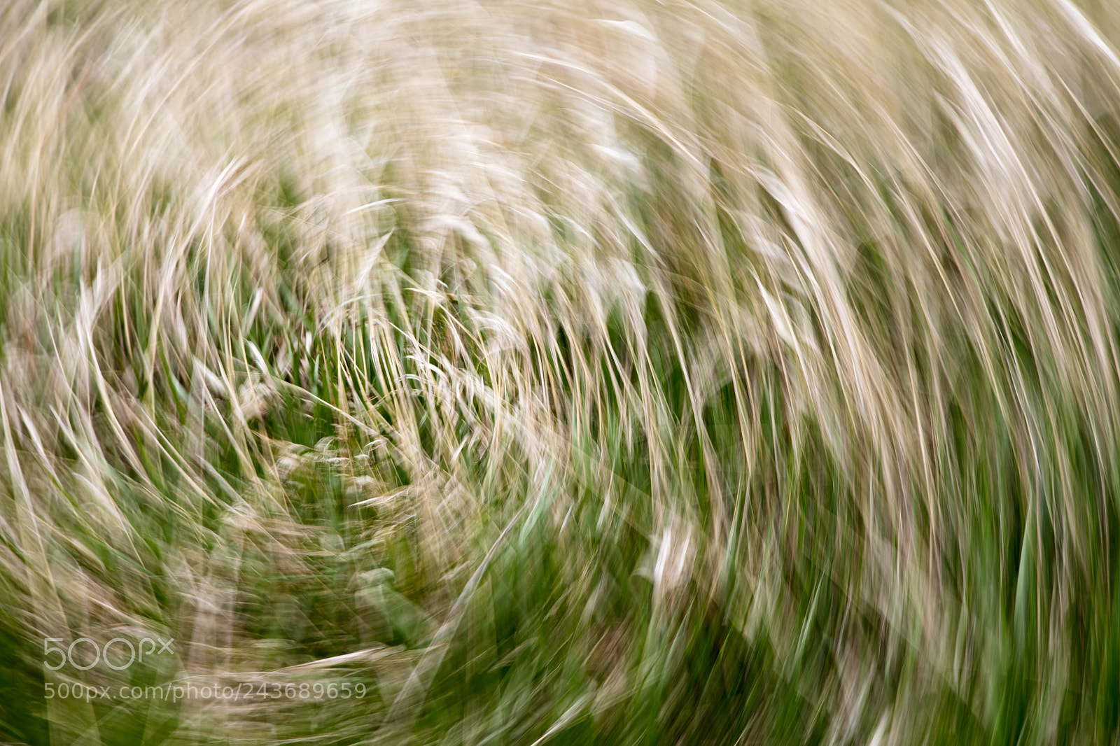 Canon EOS 5DS sample photo. I run through fields photography