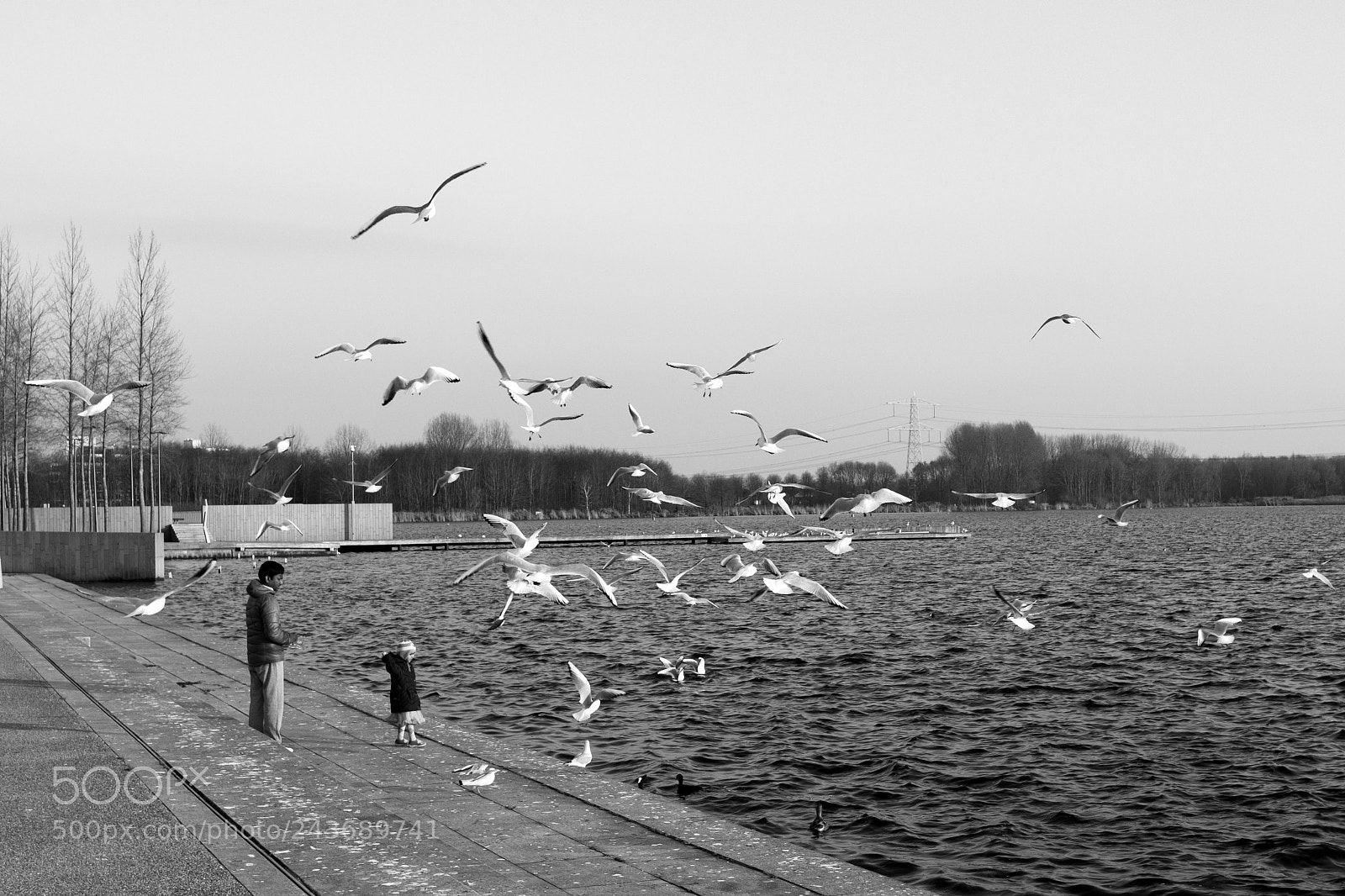 Fujifilm X-Pro2 sample photo. Birds photography