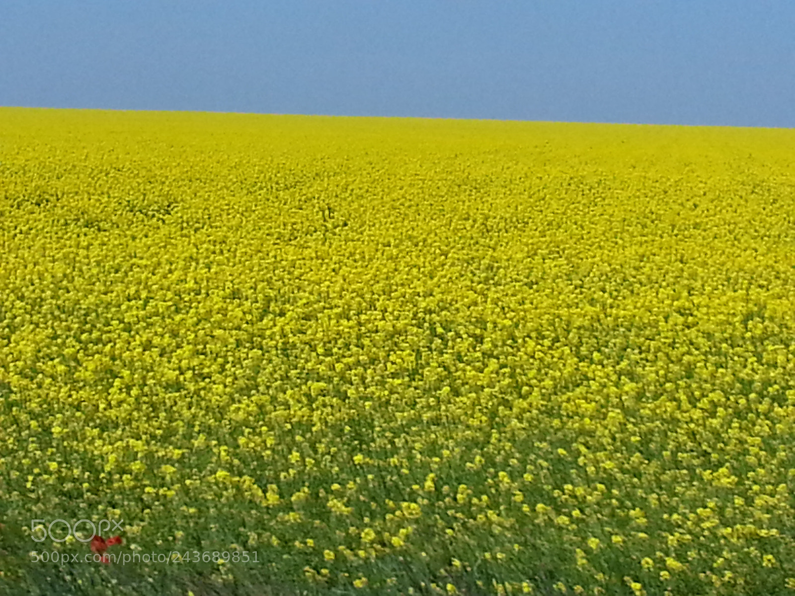 Samsung Galaxy S3 sample photo. Romania farms photography