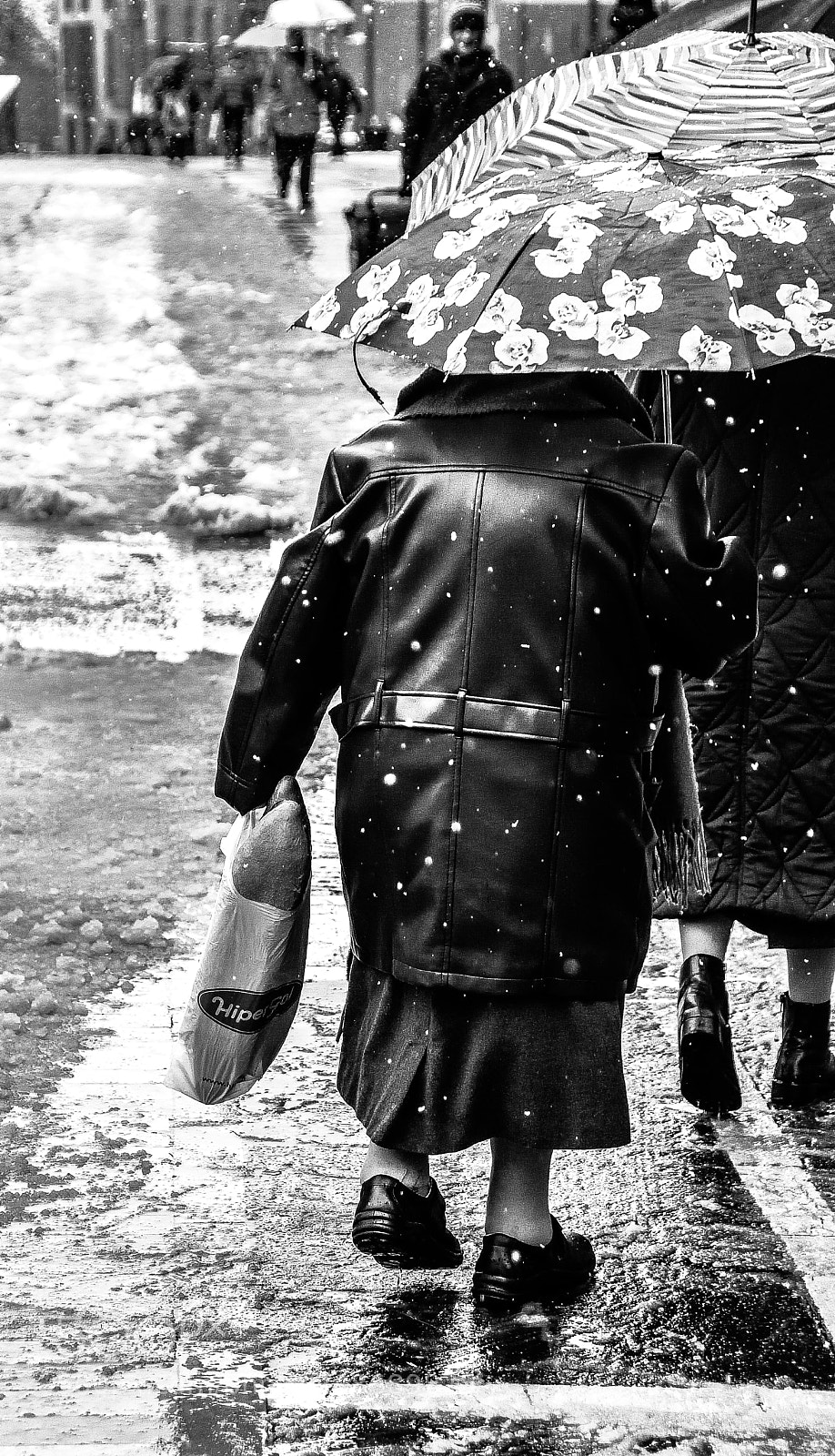 Nikon D500 sample photo. Pan difícil photography