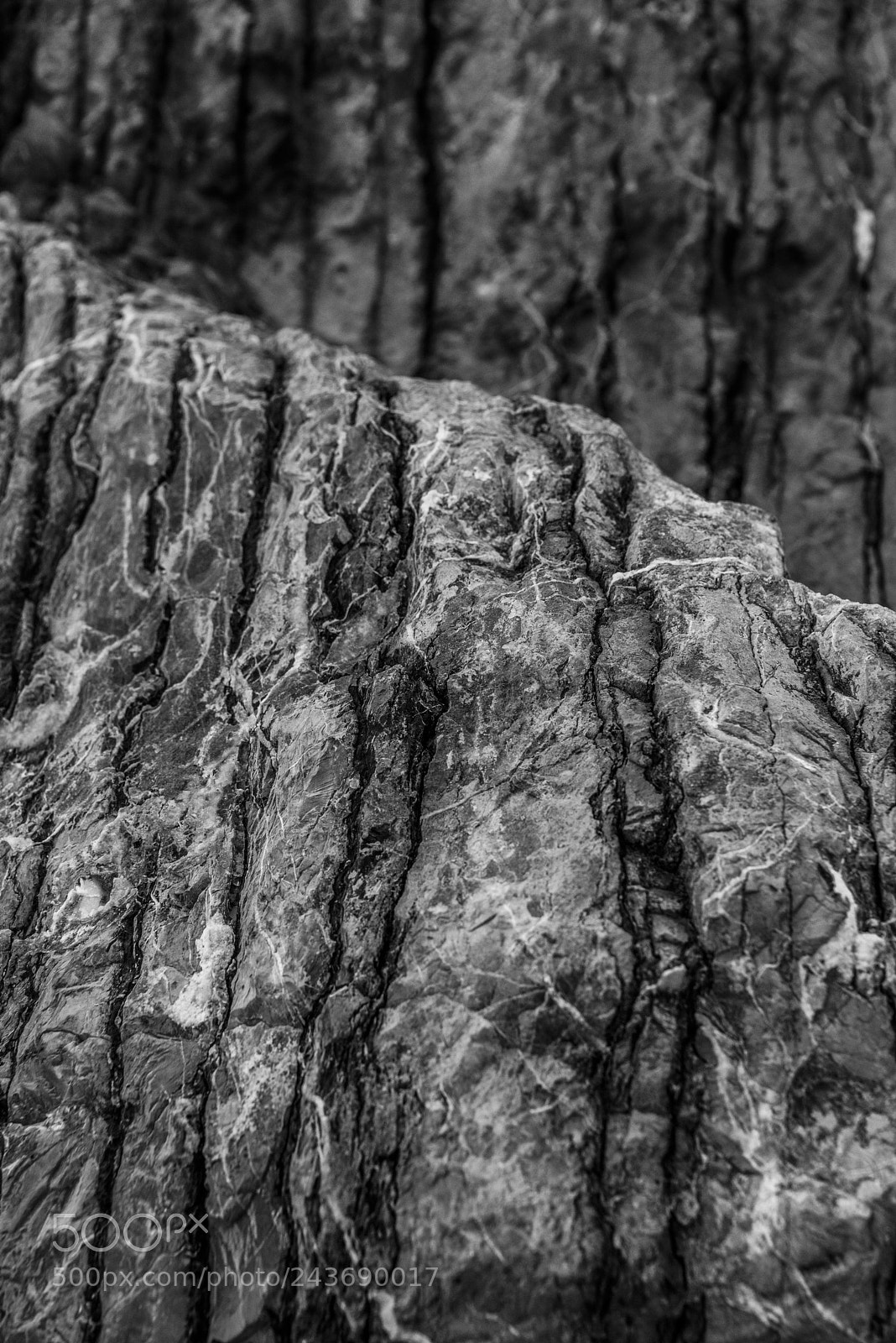 Nikon D810 sample photo. Stones and bird shit photography