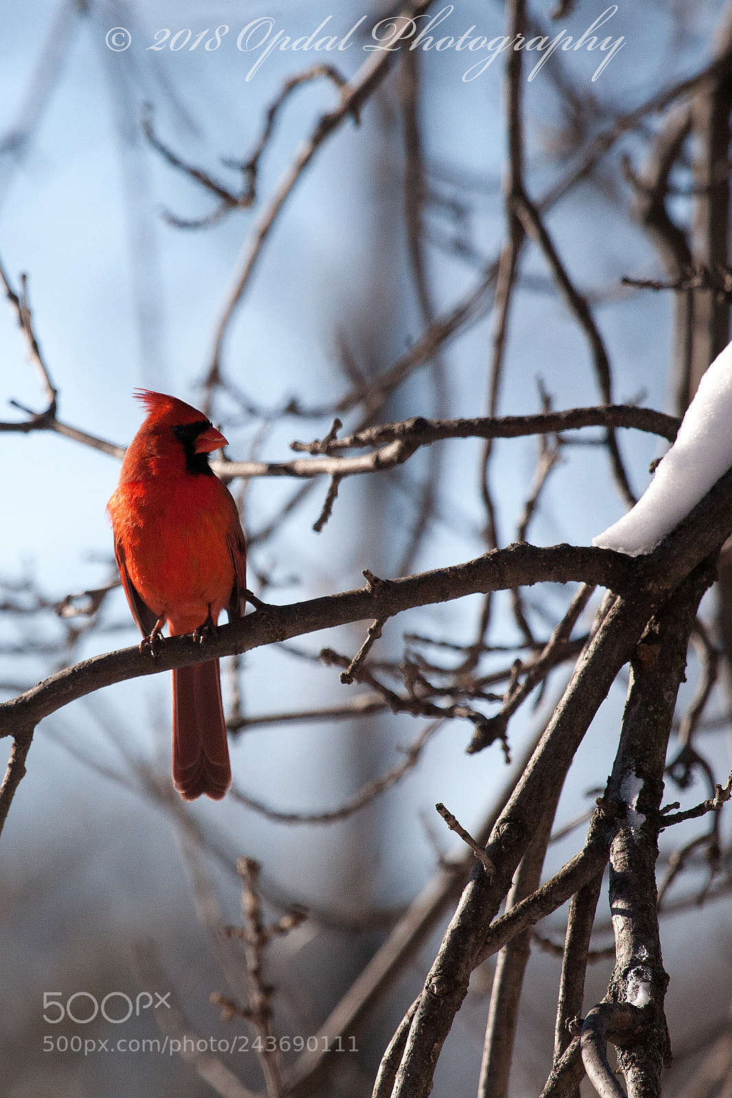Canon EOS 5D sample photo. Male northern cardinal photography
