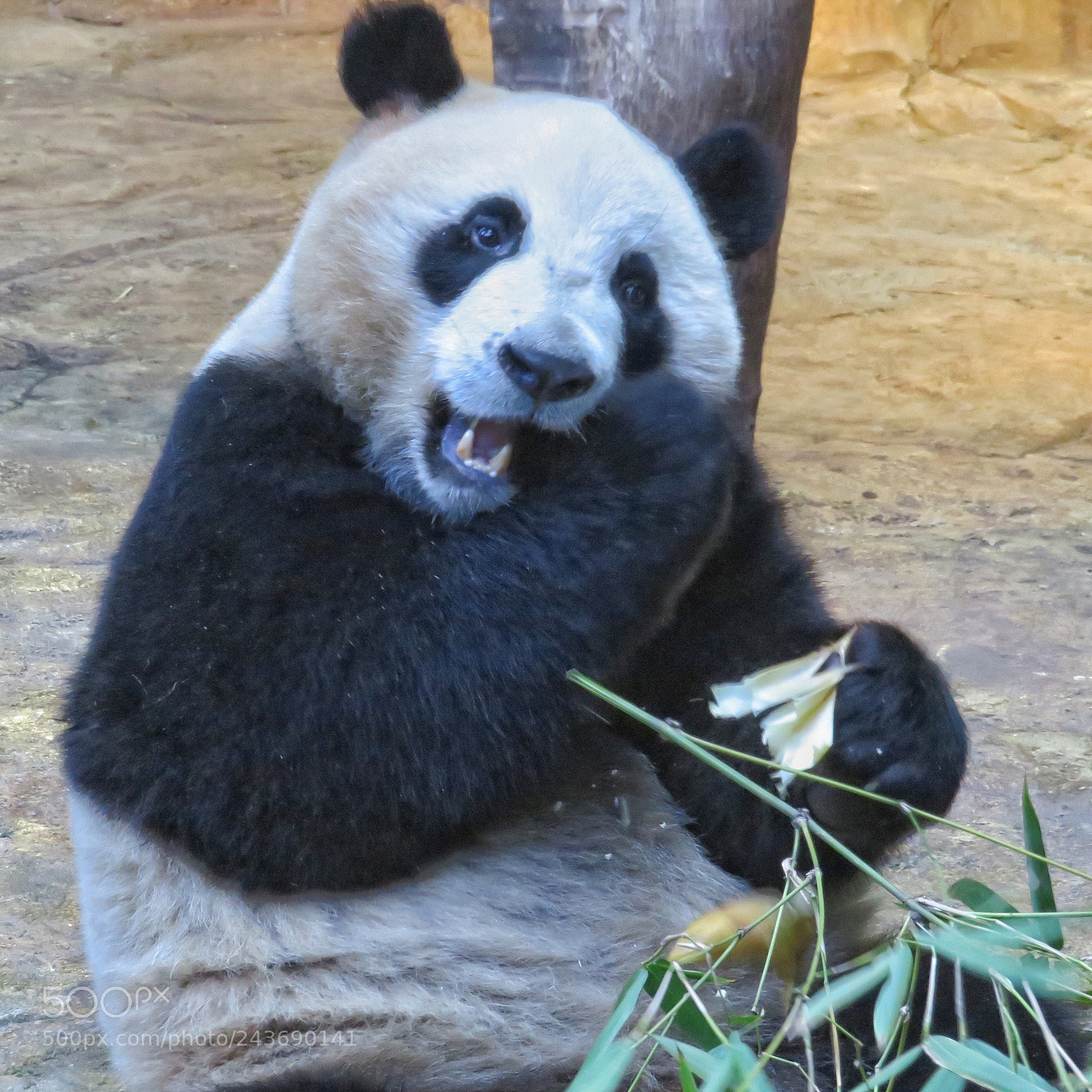 Canon PowerShot SX720 HS sample photo. Bamboo snacking photography