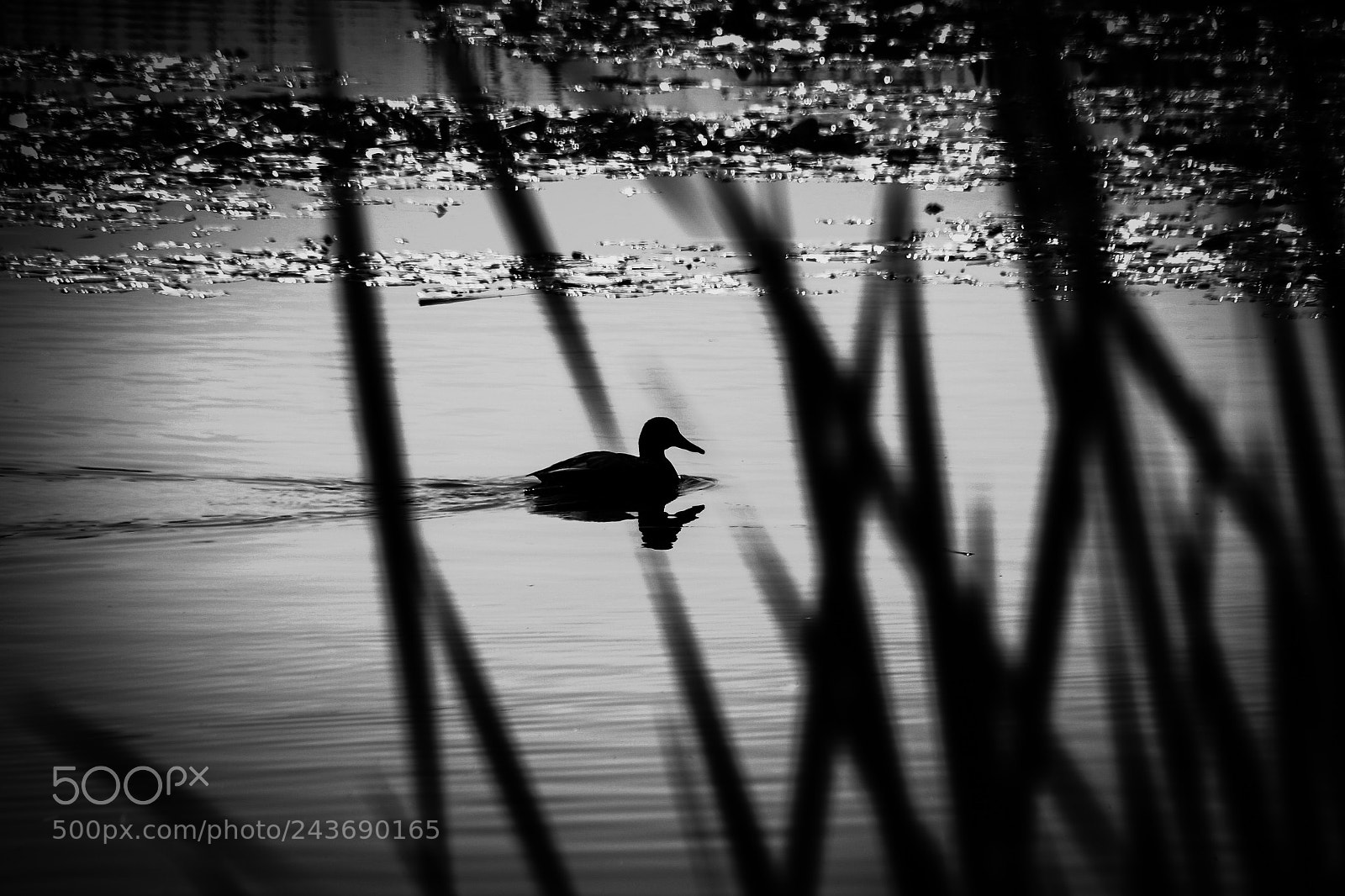 Canon EOS 700D (EOS Rebel T5i / EOS Kiss X7i) sample photo. Un pato.jpg photography