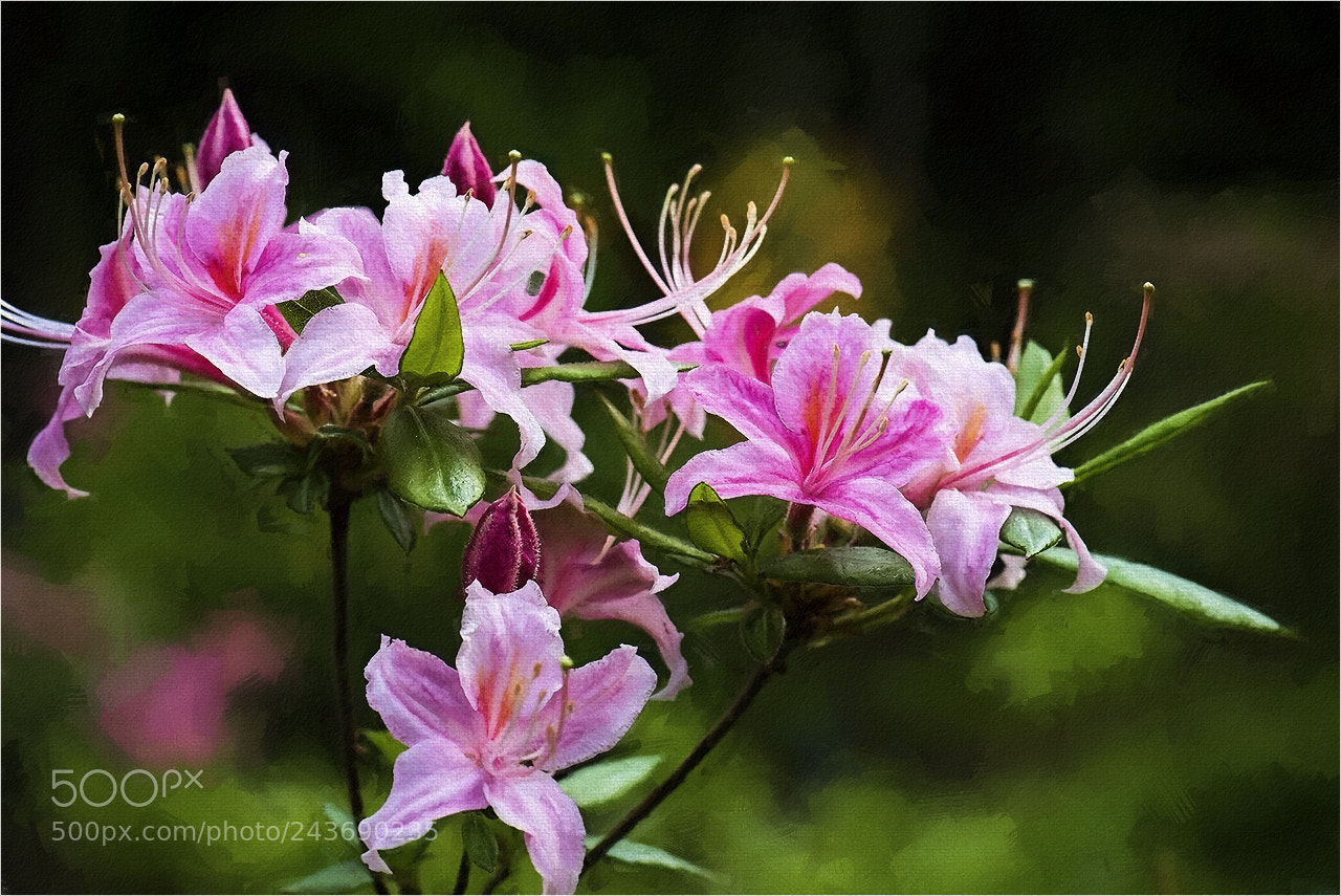 Nikon D810 sample photo. Web photography