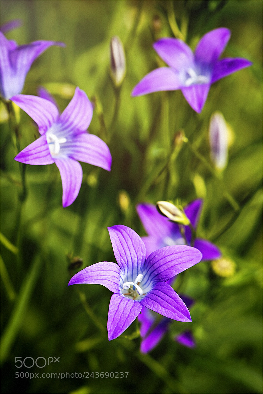 Nikon D810 sample photo. Web photography