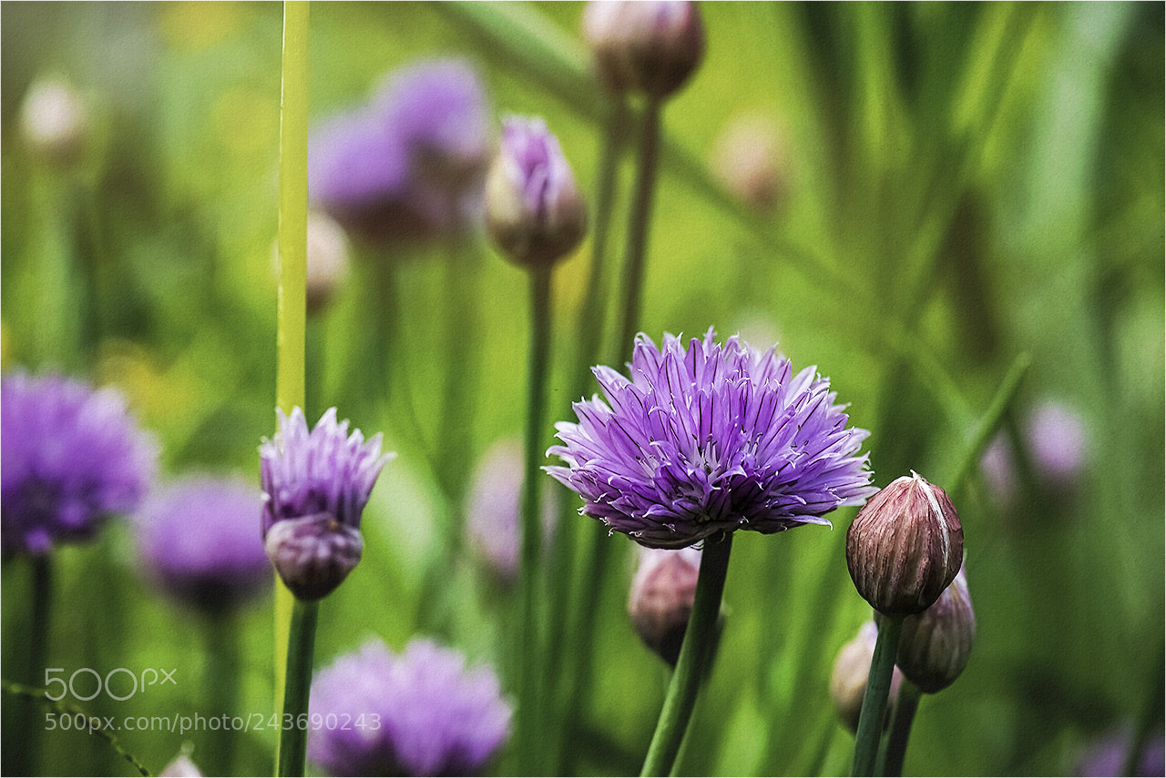 Nikon D810 sample photo. Web photography