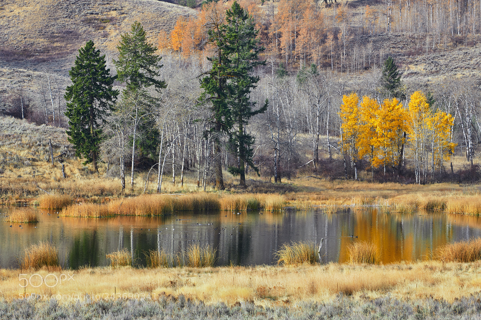 Nikon D850 sample photo. Grassland pond photography