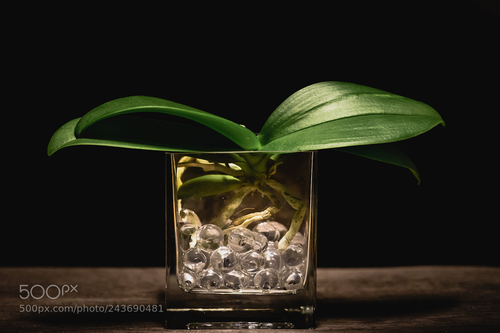 Sony a7 II sample photo. Orchid photography