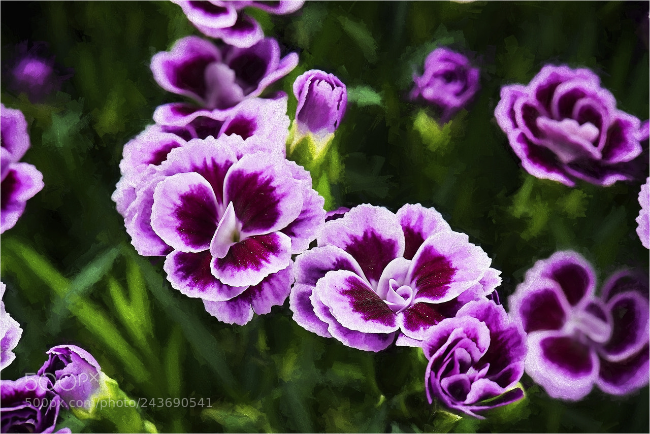 Nikon D810 sample photo. Web photography