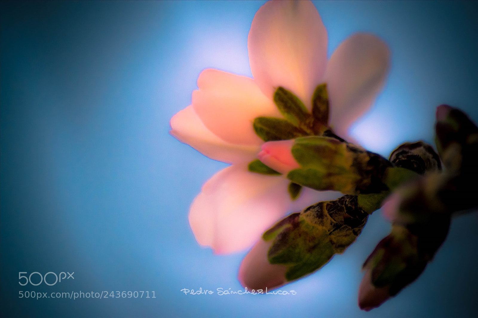 Nikon D5500 sample photo. Almond photography