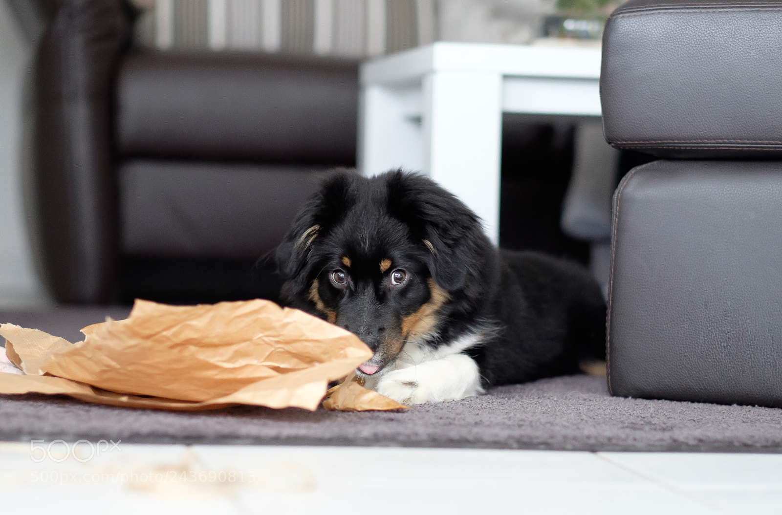 Fujifilm X-T1 sample photo. Our new family member photography