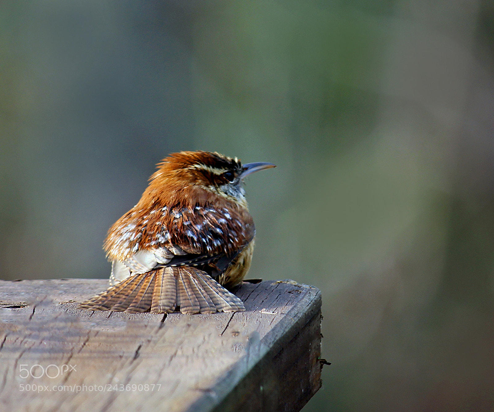 Canon EOS 700D (EOS Rebel T5i / EOS Kiss X7i) sample photo. Sitting on the deck photography