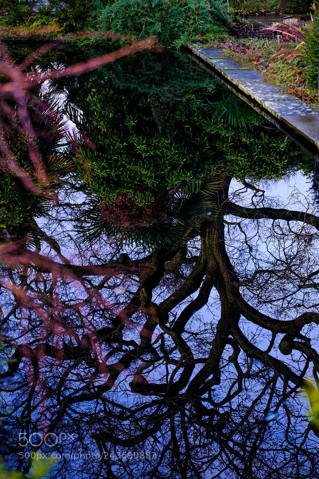 Fujifilm X-Pro2 sample photo. Reflection of a tree photography