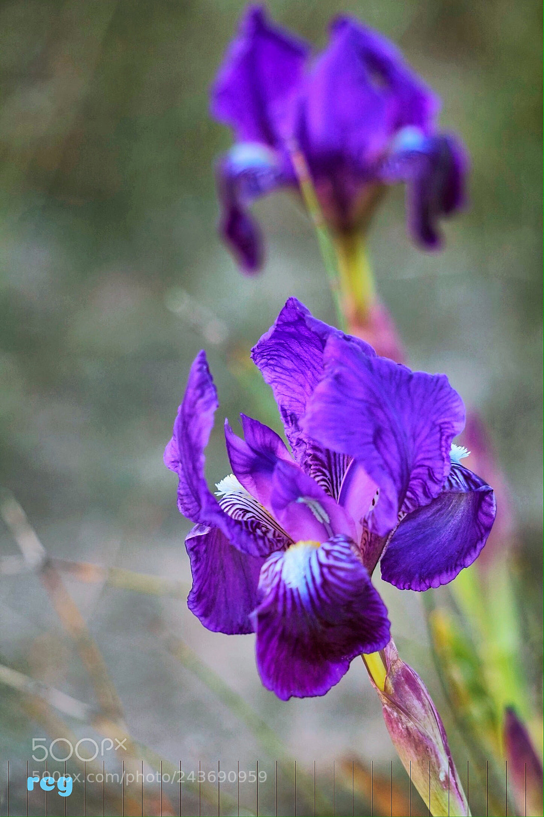 Sony Alpha a5000 (ILCE 5000) sample photo. Iris en flor. photography