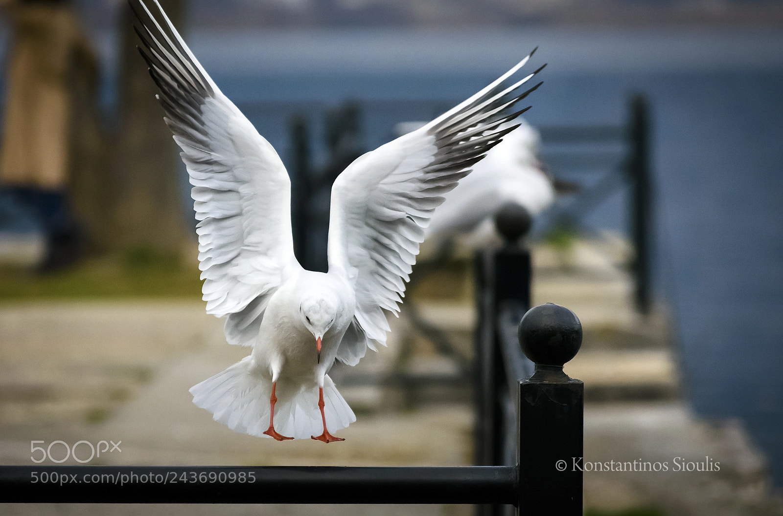 Nikon D7200 sample photo. Untitled photography