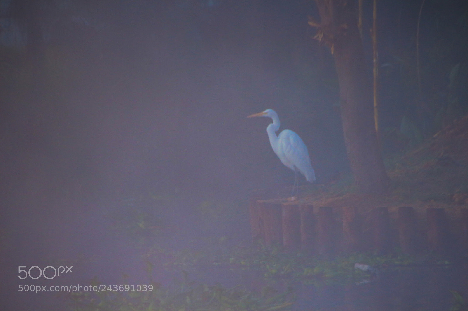 Canon EOS 700D (EOS Rebel T5i / EOS Kiss X7i) sample photo. Garza niebla photography