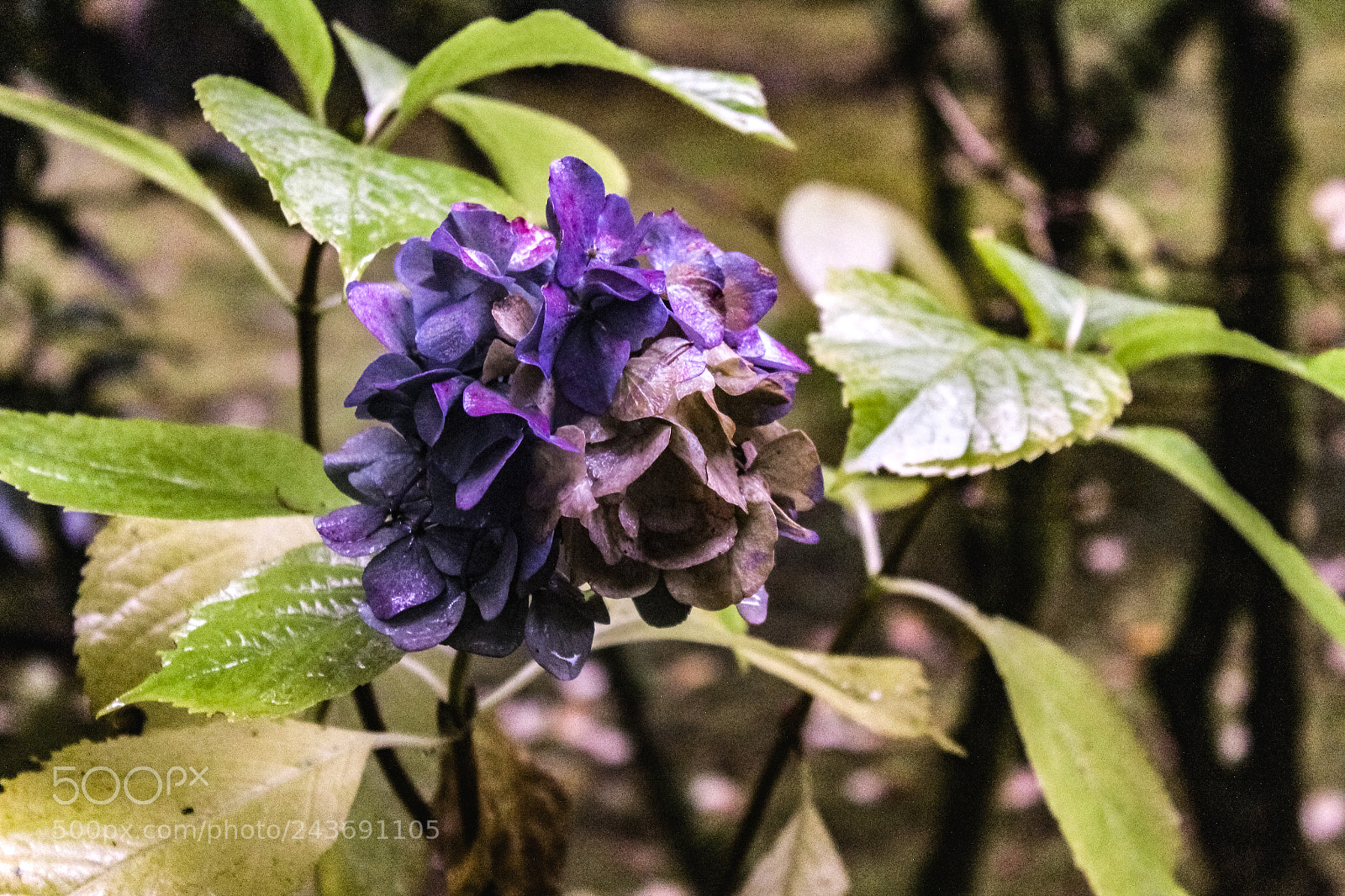 Canon EOS 1300D (EOS Rebel T6 / EOS Kiss X80) sample photo. Purple flower photography