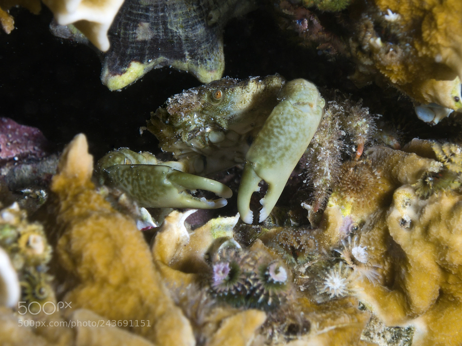 Sony Cyber-shot DSC-RX100 II sample photo. Nodose clinging crab among photography
