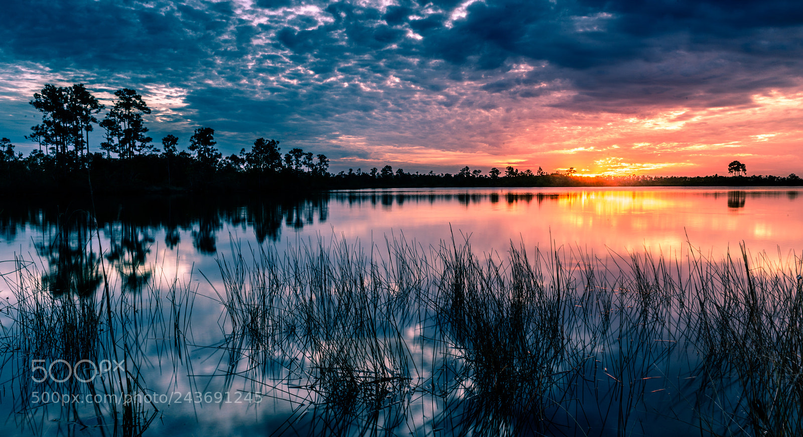 Nikon D810 sample photo. Pine glade sunset photography