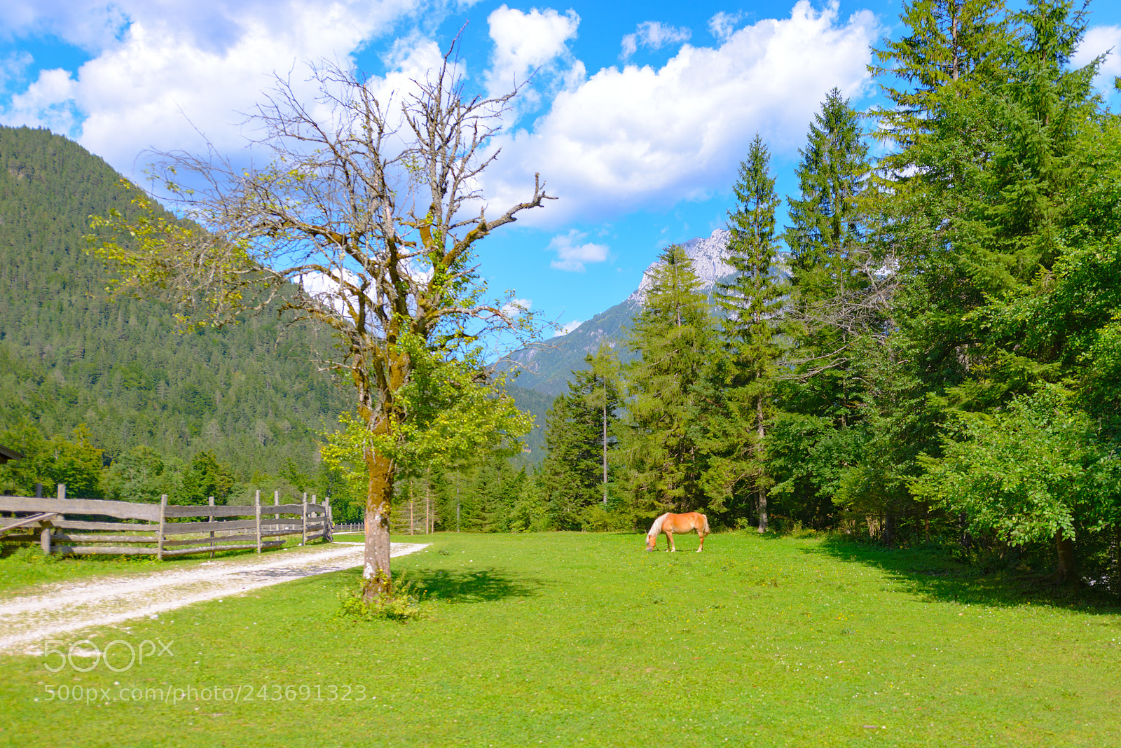 Nikon D600 sample photo. Mountain landscape with meadow photography