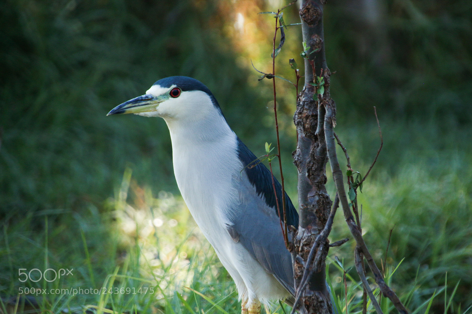 Canon EOS 700D (EOS Rebel T5i / EOS Kiss X7i) sample photo. Perrito photography