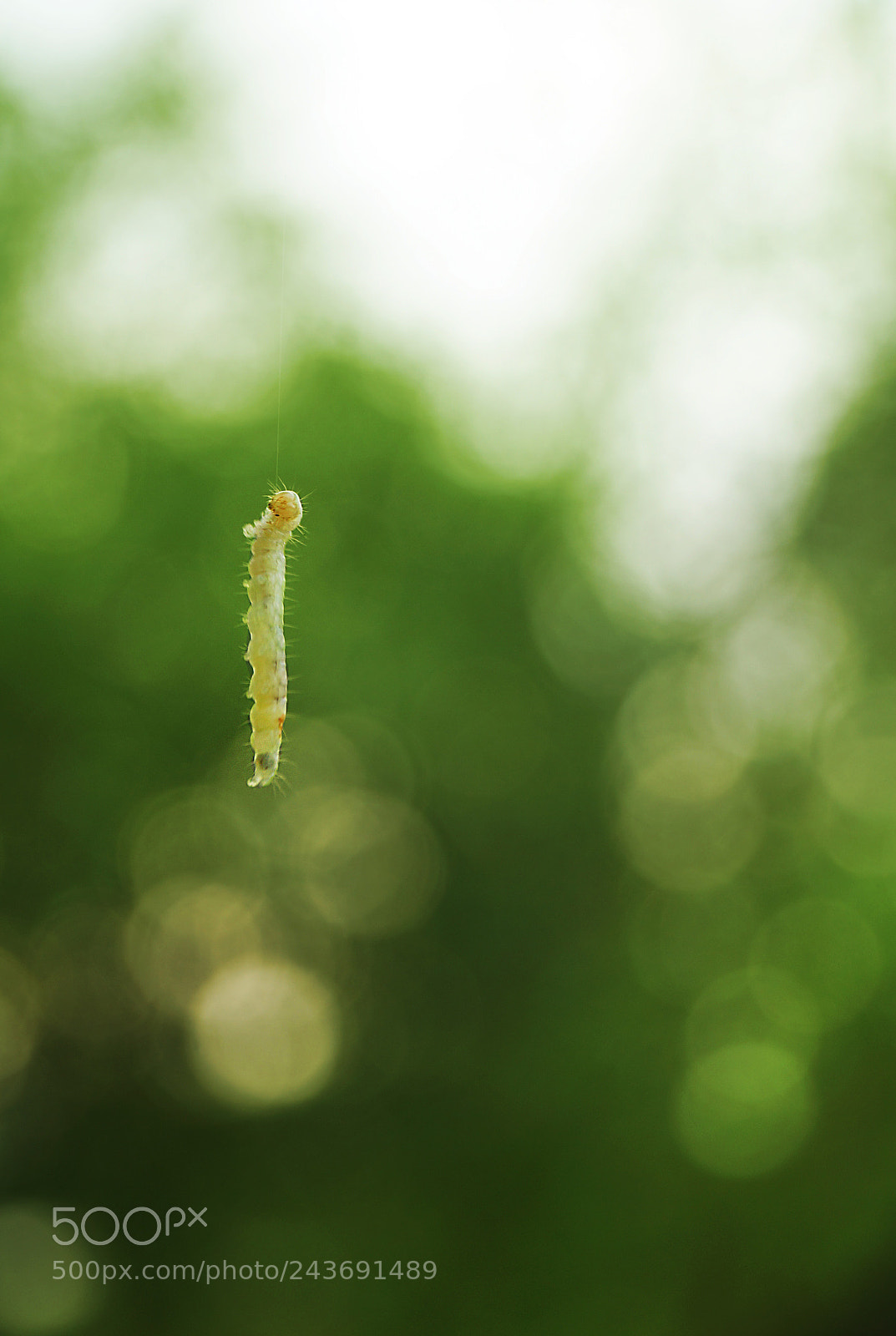 Sony SLT-A57 sample photo. Caterpillar photography