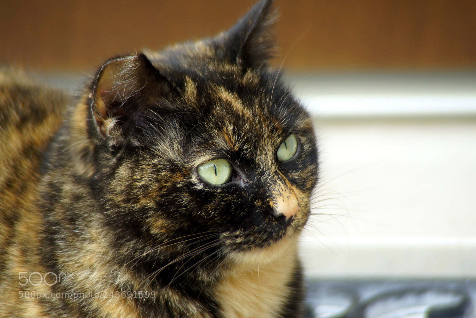Sony SLT-A57 sample photo. Kitty photography